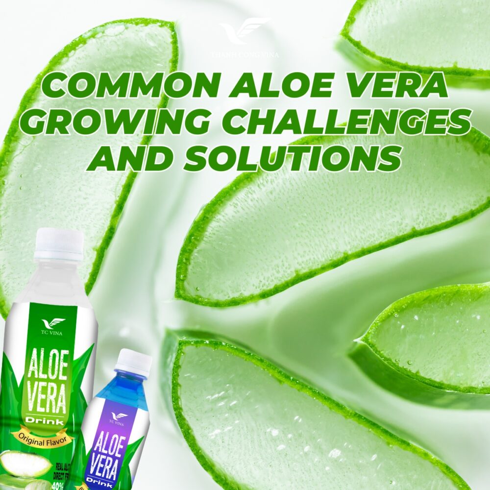 Common Aloe Vera Growing Challenges and Solutions