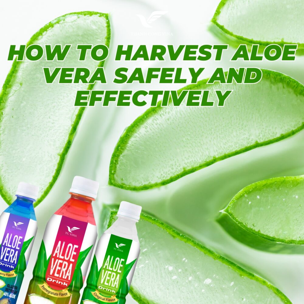 How to Harvest Aloe Vera Safely and Effectively