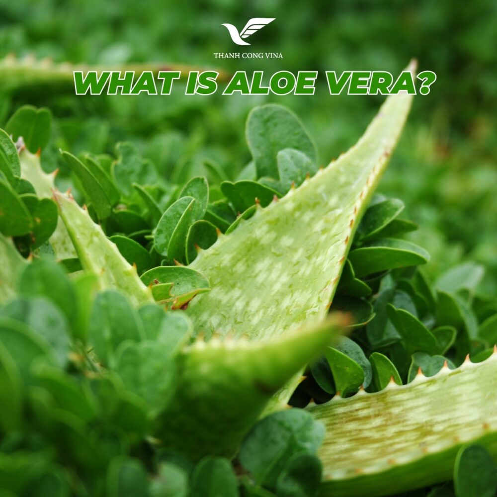 What Is Aloe Vera?