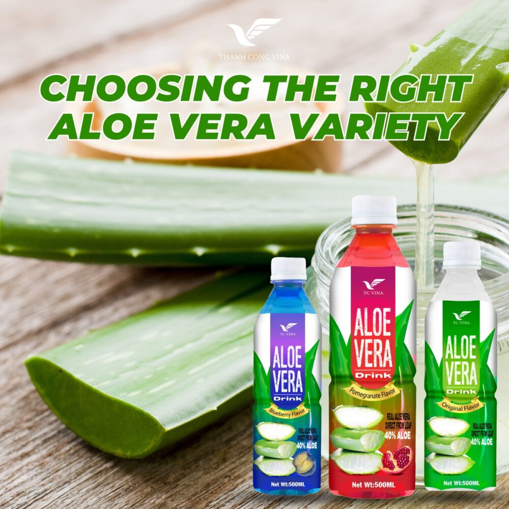 Choosing the Right Aloe Vera Variety