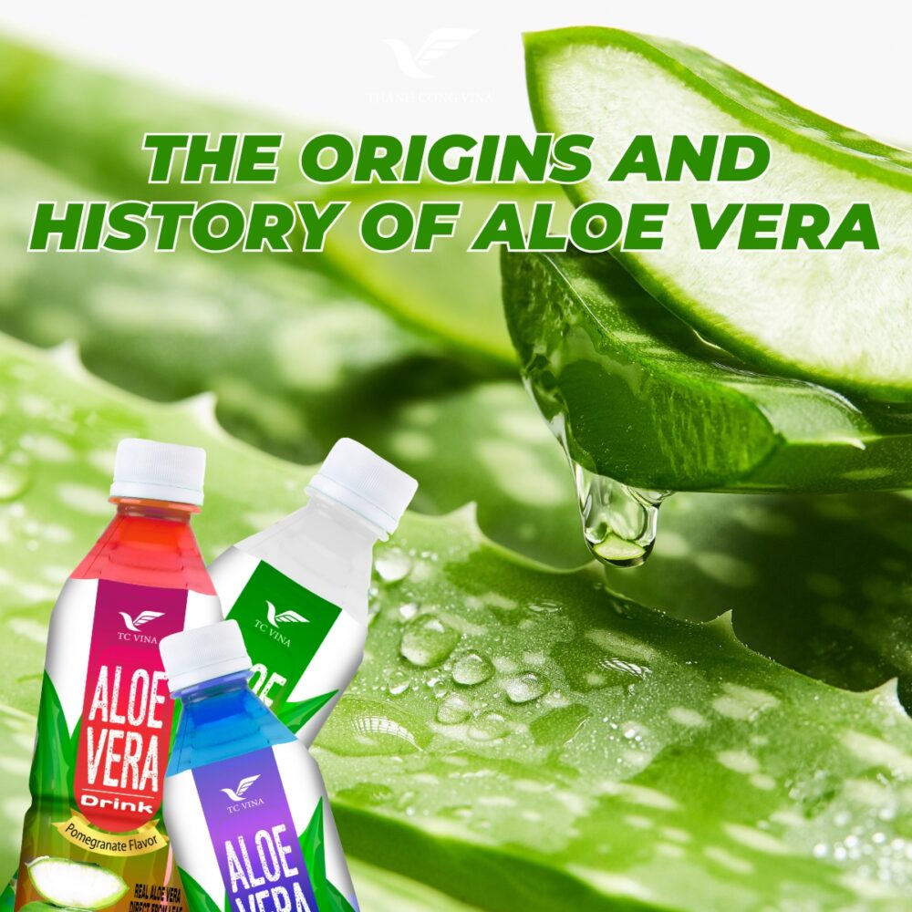 The Origins and History of Aloe Vera