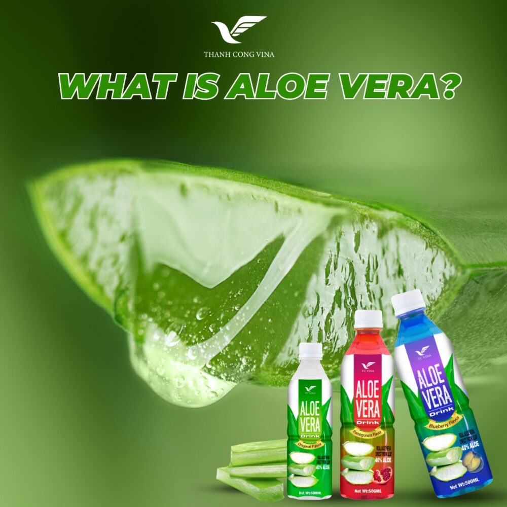 What Is Aloe Vera?