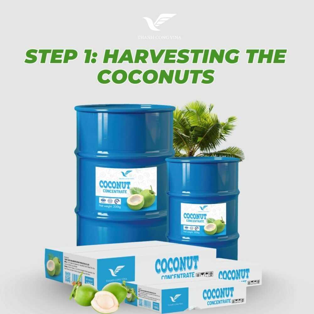 Step 1: Harvesting the Coconuts